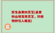 野生桑黄树灵芝(桑黄树山地发现灵芝，珍稀物种引人瞩目)