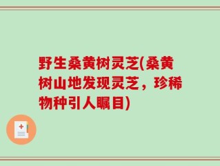 野生桑黄树灵芝(桑黄树山地发现灵芝，珍稀物种引人瞩目)