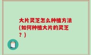 大片灵芝怎么种植方法(如何种植大片的灵芝？)