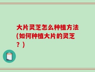 大片灵芝怎么种植方法(如何种植大片的灵芝？)
