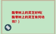 酸枣树上的灵芝好吗(酸枣树上的灵芝有何功效？)