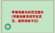 苹果地里长的灵芝图片(苹果地里发现罕见灵芝，居民惊叹不已)