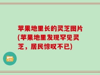苹果地里长的灵芝图片(苹果地里发现罕见灵芝，居民惊叹不已)