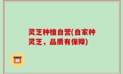 灵芝种植自营(自家种灵芝，品质有保障)