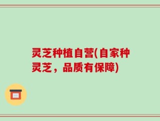 灵芝种植自营(自家种灵芝，品质有保障)