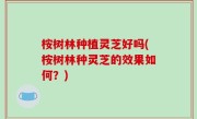 桉树林种植灵芝好吗(桉树林种灵芝的效果如何？)