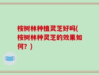 桉树林种植灵芝好吗(桉树林种灵芝的效果如何？)
