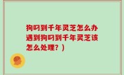 狗叼到千年灵芝怎么办遇到狗叼到千年灵芝该怎么处理？)