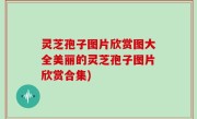 灵芝孢子图片欣赏图大全美丽的灵芝孢子图片欣赏合集)