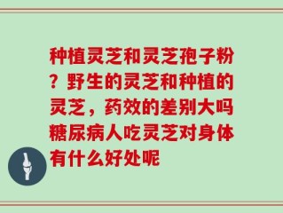 种植灵芝和灵芝孢子粉？野生的灵芝和种植的灵芝，药效的差别大吗糖尿病人吃灵芝对身体有什么好处呢