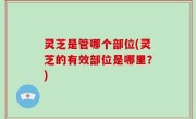 灵芝是管哪个部位(灵芝的有效部位是哪里？)