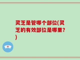 灵芝是管哪个部位(灵芝的有效部位是哪里？)