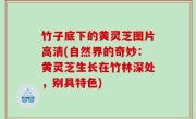 竹子底下的黄灵芝图片高清(自然界的奇妙：黄灵芝生长在竹林深处，别具特色)