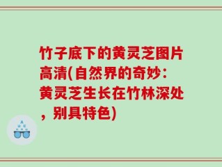 竹子底下的黄灵芝图片高清(自然界的奇妙：黄灵芝生长在竹林深处，别具特色)