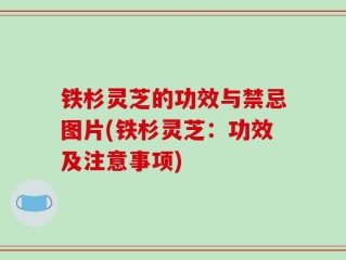 铁杉灵芝的功效与禁忌图片(铁杉灵芝：功效及注意事项)