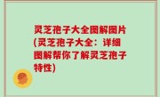 灵芝孢子大全图解图片(灵芝孢子大全：详细图解帮你了解灵芝孢子特性)