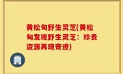 黄松甸野生灵芝(黄松甸发现野生灵芝：珍贵资源再现奇迹)