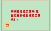 房间里能挂灵芝吗(能在家里种植和摆放灵芝吗？)