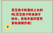 灵芝孢子粉是树上长的吗(灵芝孢子粉来源于树木，具有丰富的营养素和保健作用)