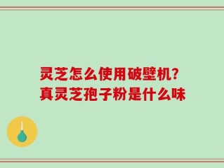 灵芝怎么使用破壁机？真灵芝孢子粉是什么味