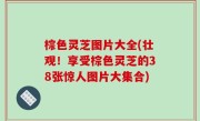 棕色灵芝图片大全(壮观！享受棕色灵芝的38张惊人图片大集合)