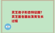 灵芝孢子形态特征图？灵芝菌包菌丝发育生长过程
