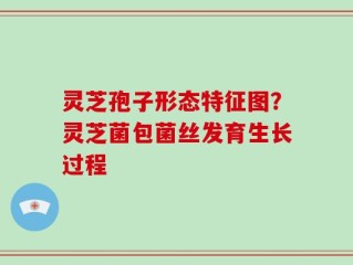 灵芝孢子形态特征图？灵芝菌包菌丝发育生长过程