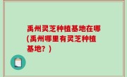 禹州灵芝种植基地在哪(禹州哪里有灵芝种植基地？)