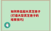 如何养出超大灵芝孢子(打造大型灵芝孢子的培育技巧)