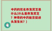 中药的花名养发灵芝是什么(什么是养发灵芝？神奇的中药能否促进头发生长？)
