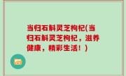 当归石斛灵芝枸杞(当归石斛灵芝枸杞，滋养健康，精彩生活！)