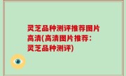 灵芝品种测评推荐图片高清(高清图片推荐：灵芝品种测评)