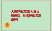 大安野生灵芝(大安山现迹踪：珍贵野生灵芝盛开)