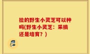 捡的野生小灵芝可以种吗(野生小灵芝：采摘还是培育？)
