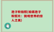 孢子粉拍照(拍摄孢子粉照片：微观世界的惊人之美)