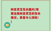 树舌灵芝生长图片(观察这些树舌灵芝的生长情况，真是令人惊叹！)