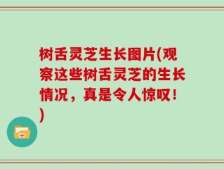 树舌灵芝生长图片(观察这些树舌灵芝的生长情况，真是令人惊叹！)