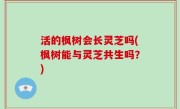 活的枫树会长灵芝吗(枫树能与灵芝共生吗？)