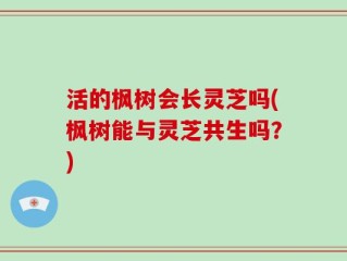 活的枫树会长灵芝吗(枫树能与灵芝共生吗？)