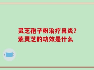 灵芝孢子粉治疗鼻炎？紫灵芝的功效是什么