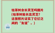 枯茶树会长灵芝吗图片(枯茶树能长出灵芝？这张照片证实了它们之间的“友谊”。)
