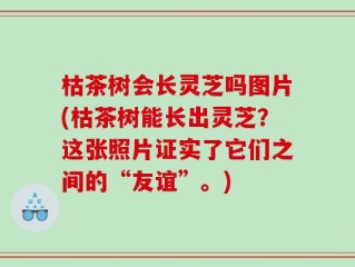 枯茶树会长灵芝吗图片(枯茶树能长出灵芝？这张照片证实了它们之间的“友谊”。)
