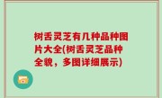 树舌灵芝有几种品种图片大全(树舌灵芝品种全貌，多图详细展示)
