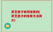 灵芝孢子如何培育的(灵芝孢子的培育方法简介)