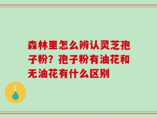 森林里怎么辨认灵芝孢子粉？孢子粉有油花和无油花有什么区别