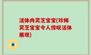 活体肉灵芝宝宝(珍稀灵芝宝宝令人惊叹活体展现)