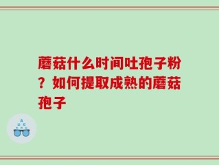 蘑菇什么时间吐孢子粉？如何提取成熟的蘑菇孢子