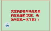 灵芝的作用与功效及用药禁忌图片(灵芝：功效与禁忌一次了解！)