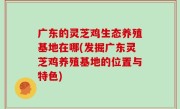 广东的灵芝鸡生态养殖基地在哪(发掘广东灵芝鸡养殖基地的位置与特色)