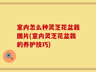 室内怎么种灵芝花盆栽图片(室内灵芝花盆栽的养护技巧)